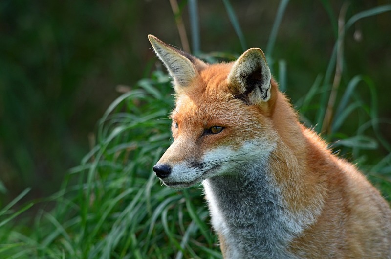 Red Fox - Red Fox
