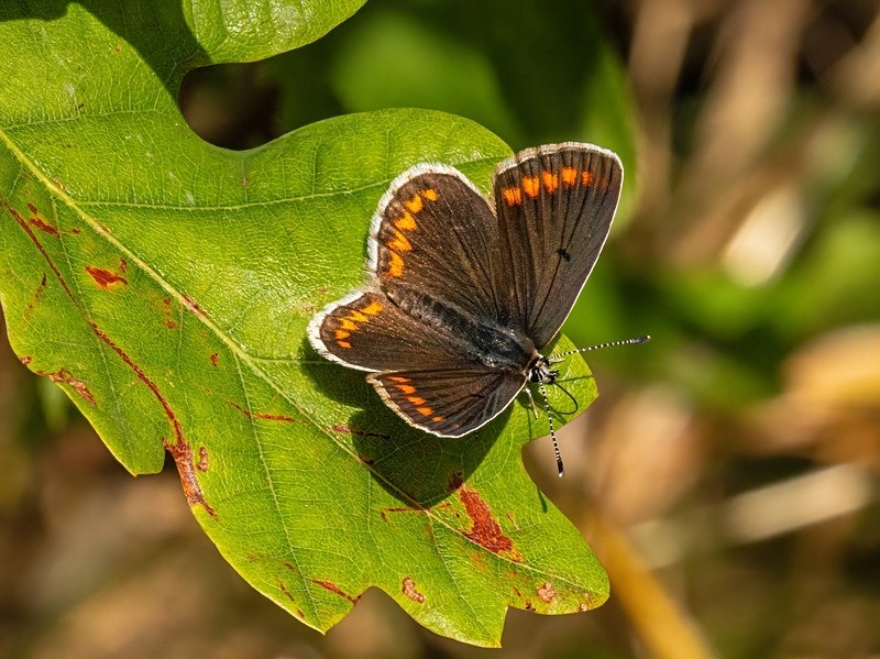 Brown Argus - Butterflies
