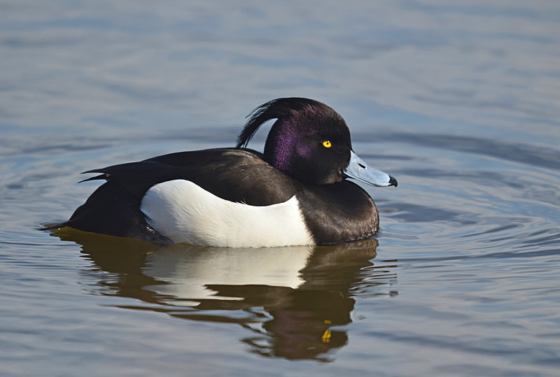 Tufted Duck - Diving ducks