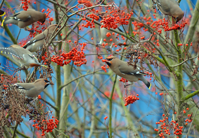 Waxwings - Waxwings