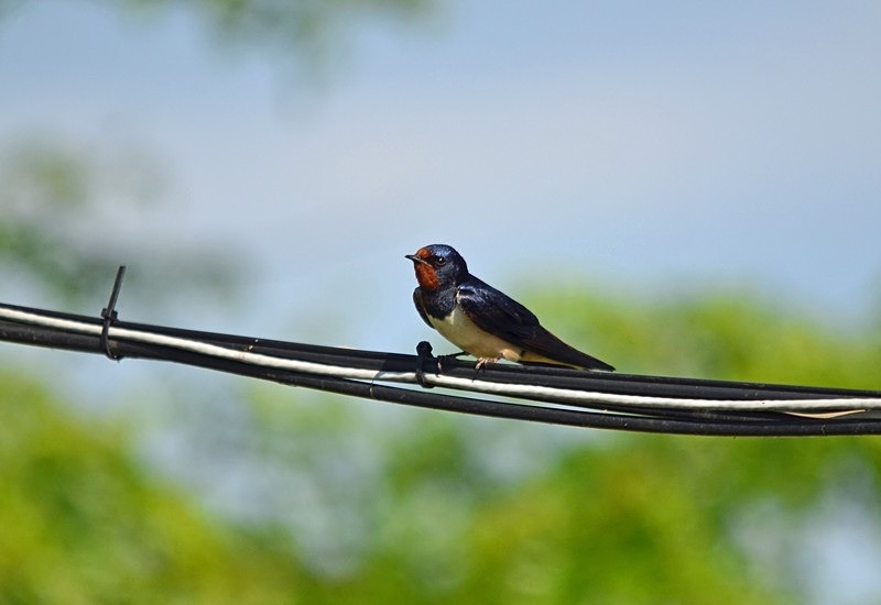 Swallow - Hungary