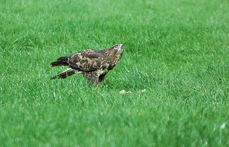 Common Buzzard - Birds of prey