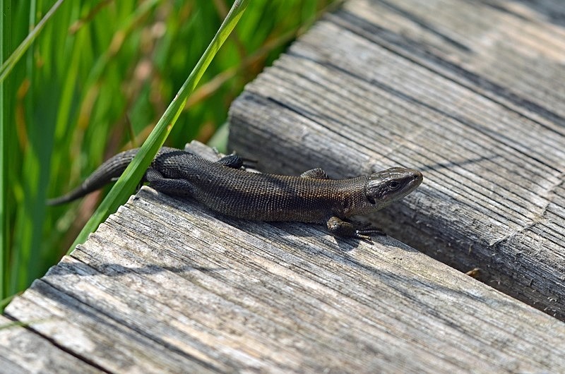 Common Lizard - Lizards