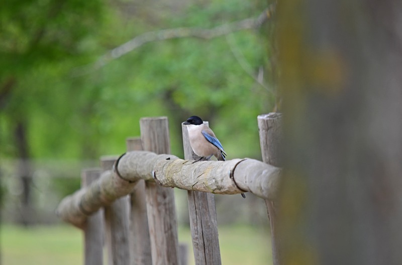 Azure-winged Magpie - South and west Spain - April and May 2012