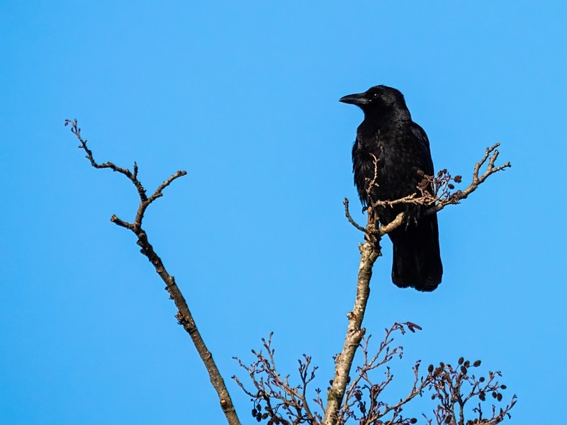 Carrion Crow - Crows