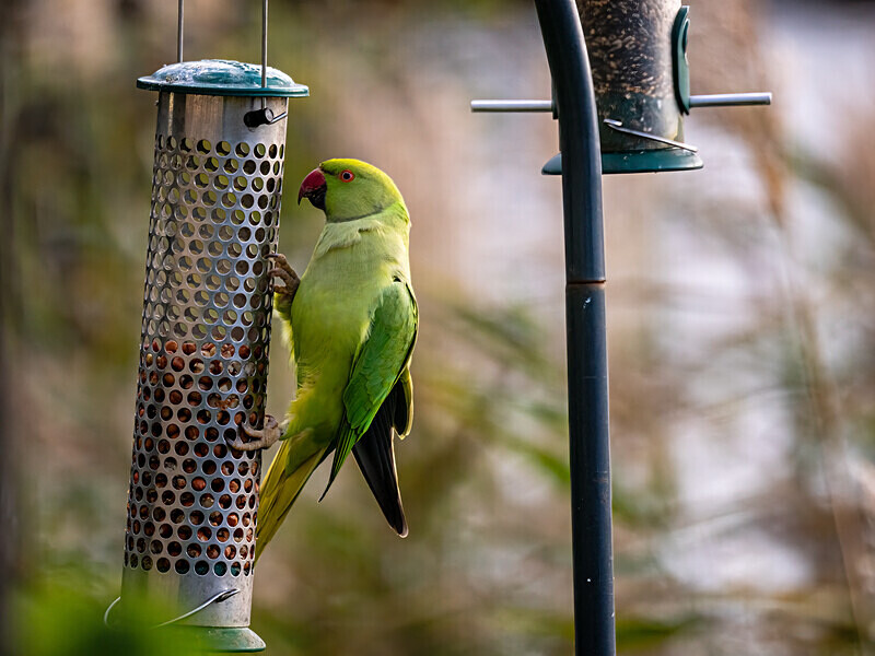 Ring-necked Parakeet - Latest photos