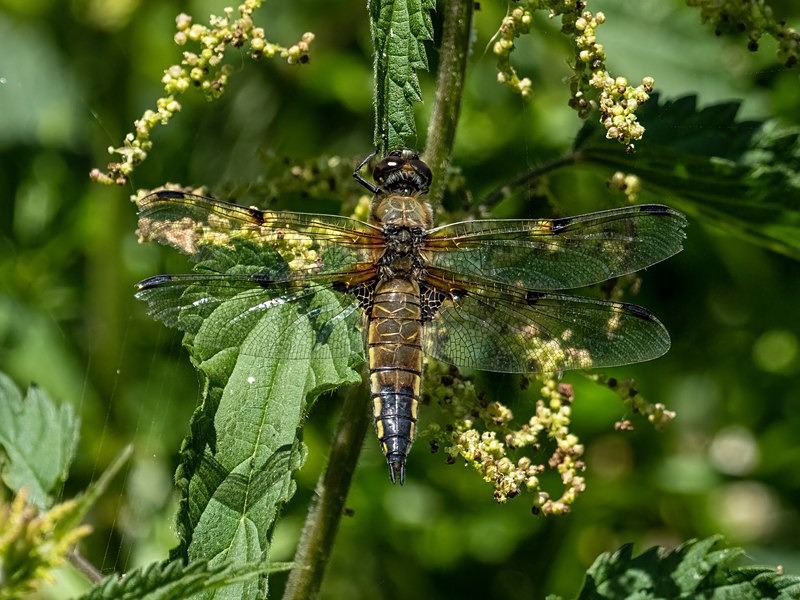 Four-spotted Chaser - Dragonflies and damselflies