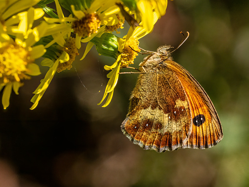 Gatekeeper - Latest photos