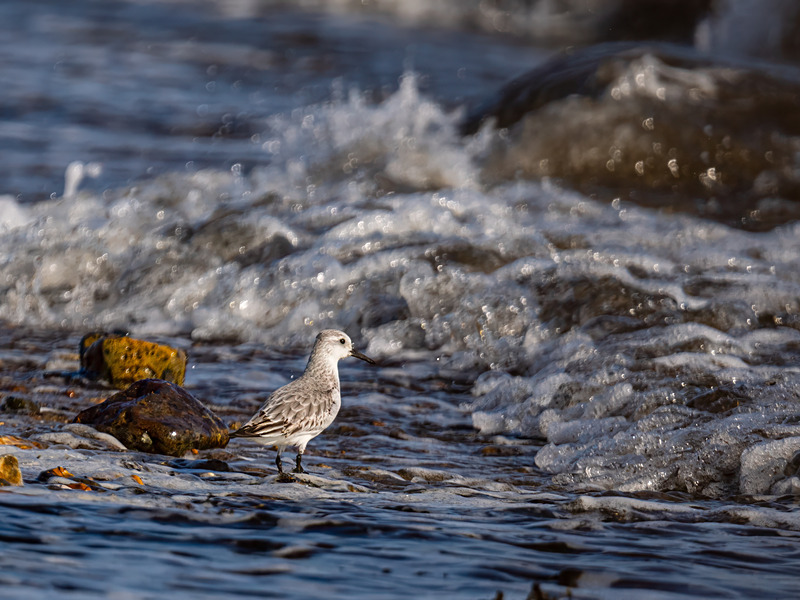 Sanderling - Latest photos