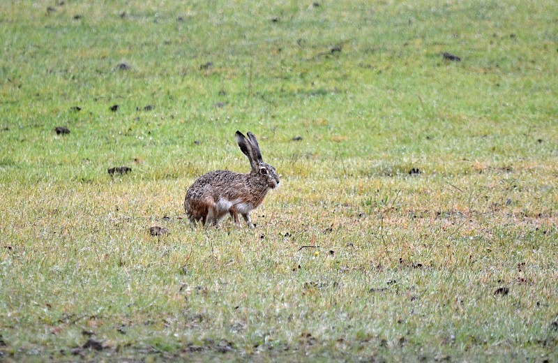 Iberian Hare