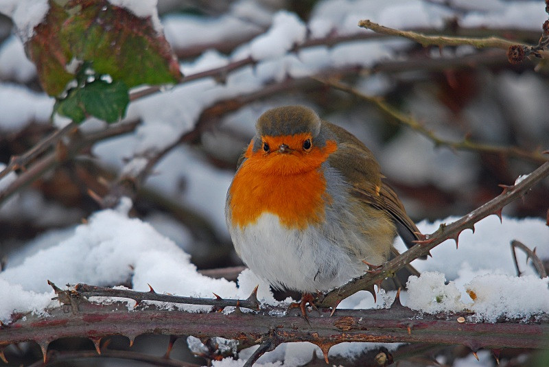 Robin - Robins