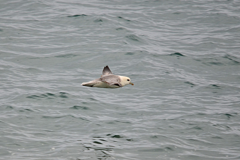 Fulmar - North east Iceland