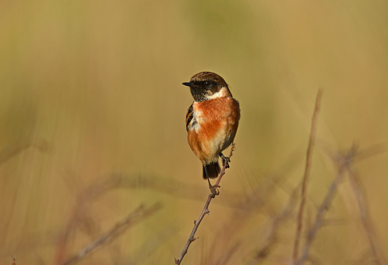 Stonechat - Chats