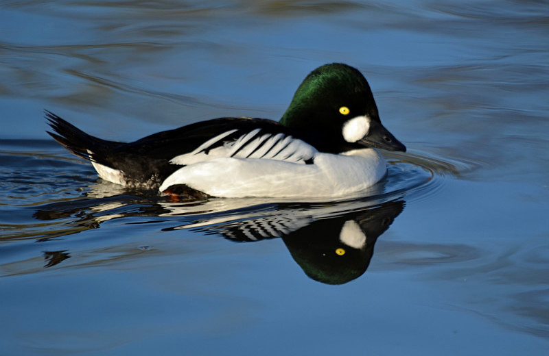 Goldeneye - Diving ducks