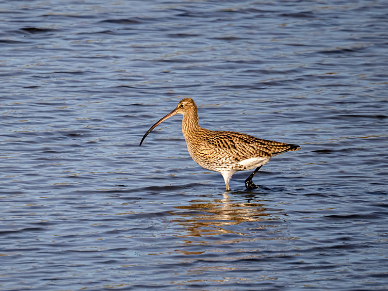 Curlew - Latest photos