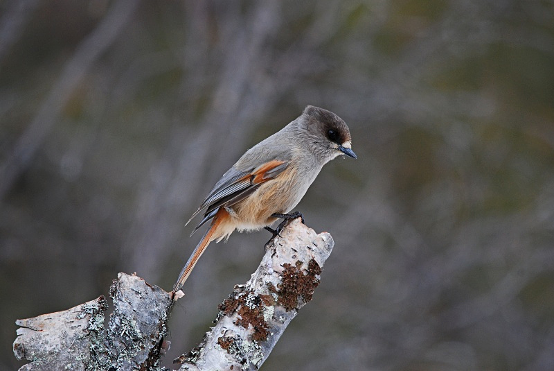 Siberian Jay - Finland
