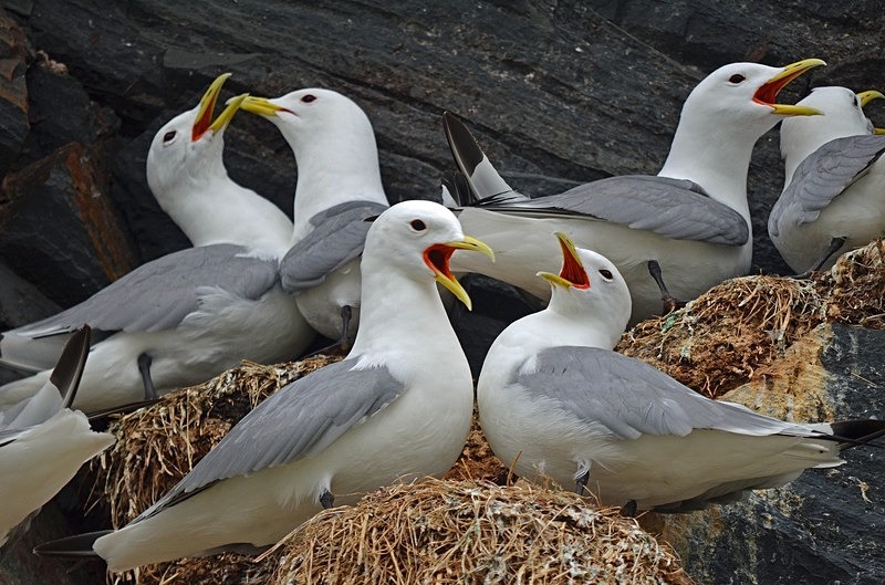 Kittiwakes - North Norway
