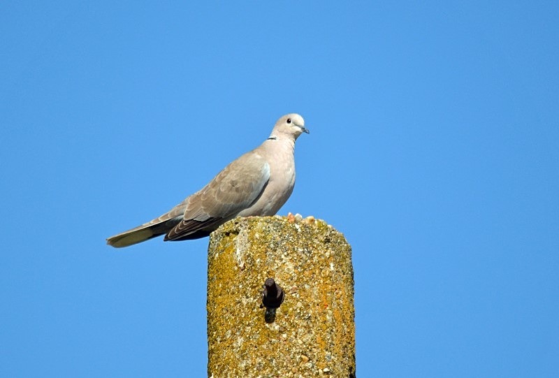 Collared Dove - Bulgaria