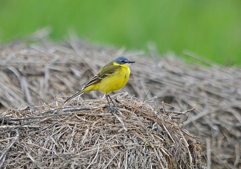 Blue-headed Wagtail - Estonia
