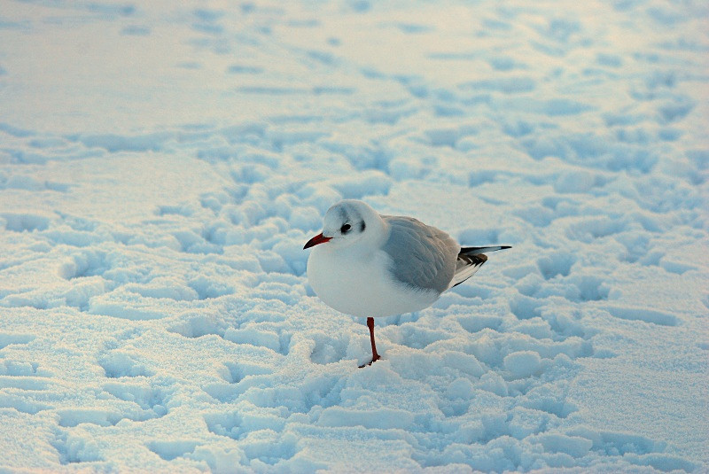 Black-headed Gull - Gulls