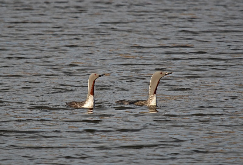 Red-throated Divers - Snæfellsnes peninsula
