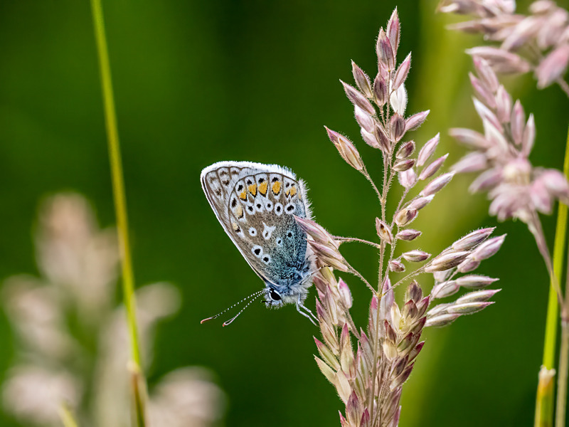 Common Blue - Latest photos