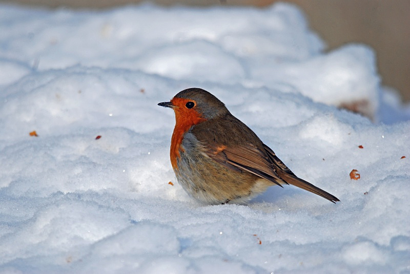Robin - Robins