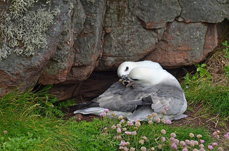 Fulmars - Fulmars