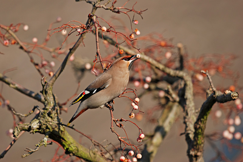 Waxwing - Waxwings