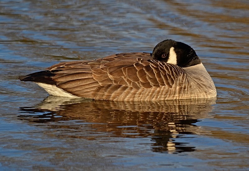 Canada Goose - Black geese