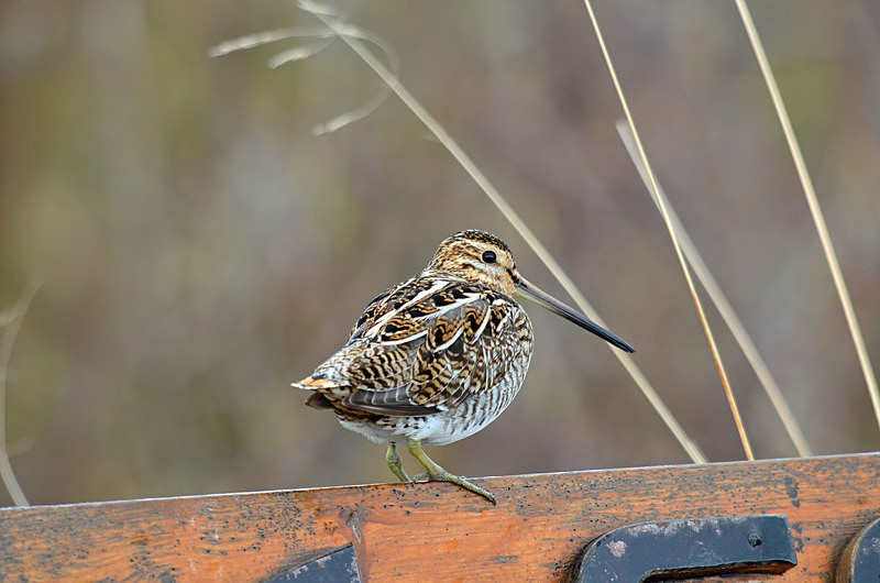 Common Snipe - North east Iceland