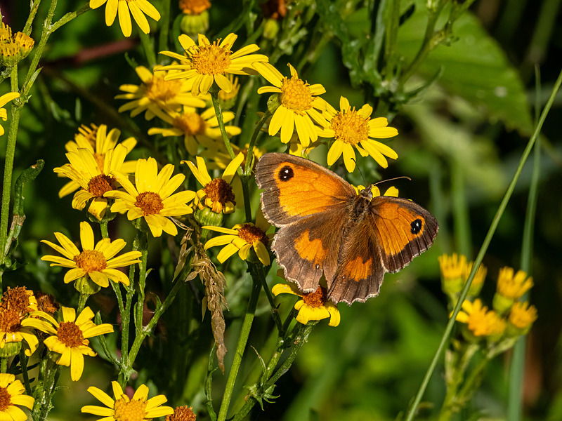 Gatekeeper - Latest photos