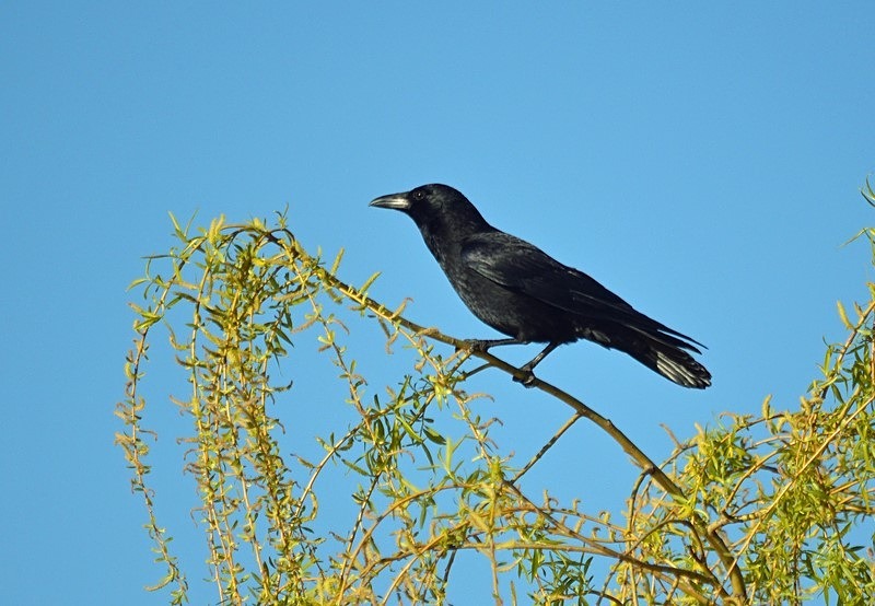 Carrion Crow