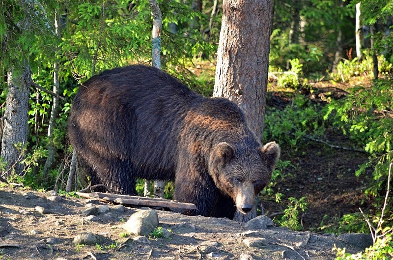 Brown Bear - North Finland - part 2
