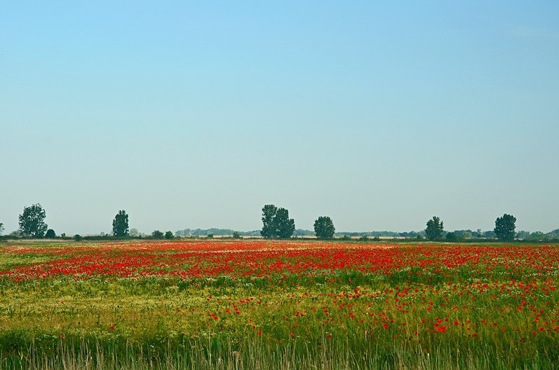 Hortobágy National Park, Hajdú-Bihar county, Hungary - Hungary
