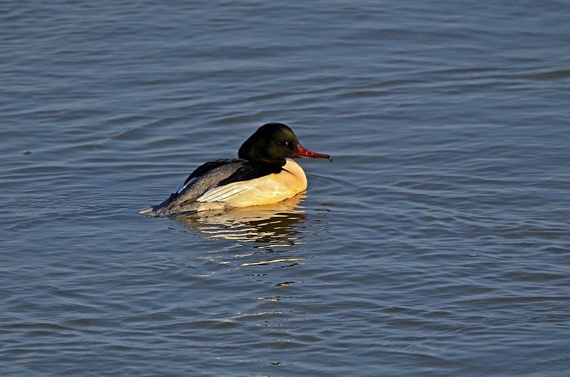 Goosander - Sawbills