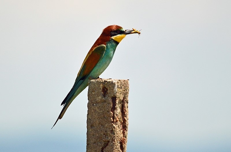 European Bee-eater - Bulgaria