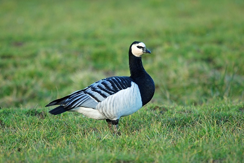 Barnacle Goose - Black geese