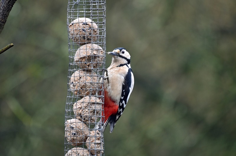 Great Spotted Woodpecker - Woodpeckers