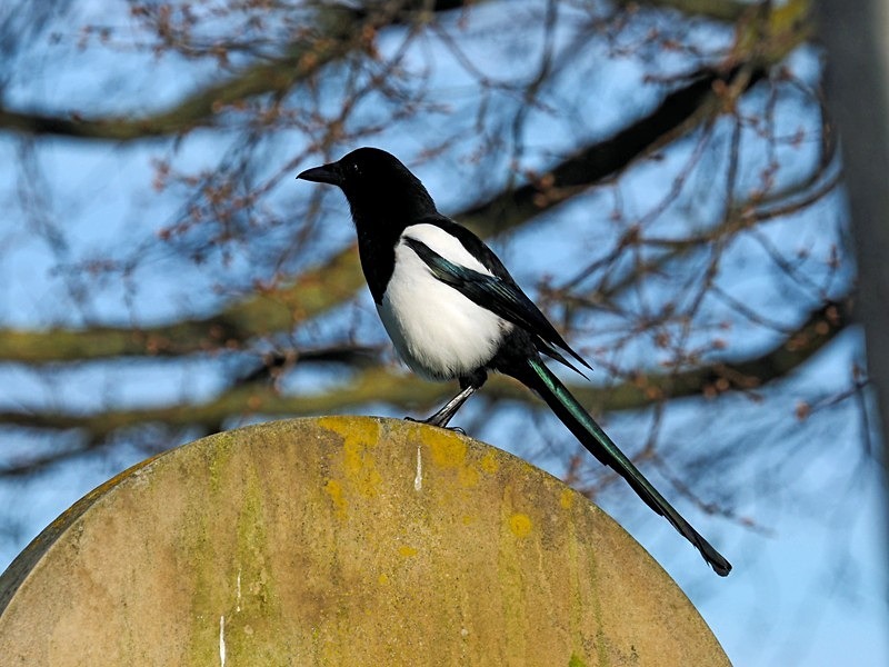 Magpie - Crows