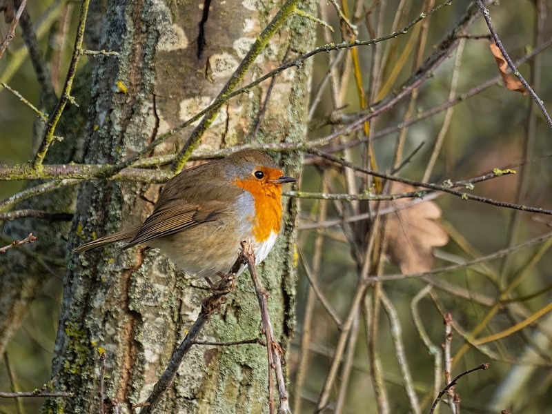 Robin - Robins