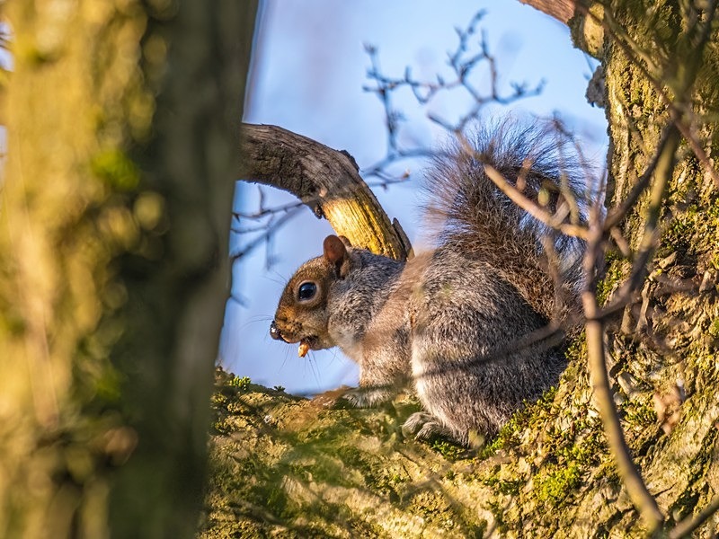 Grey Squirrel - Grey Squirrels