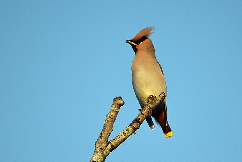 Waxwing