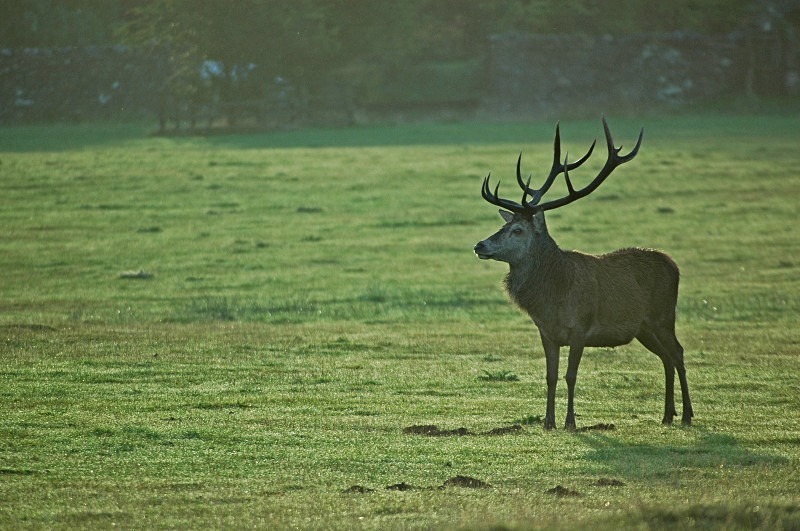 Red Deer - Red Deer