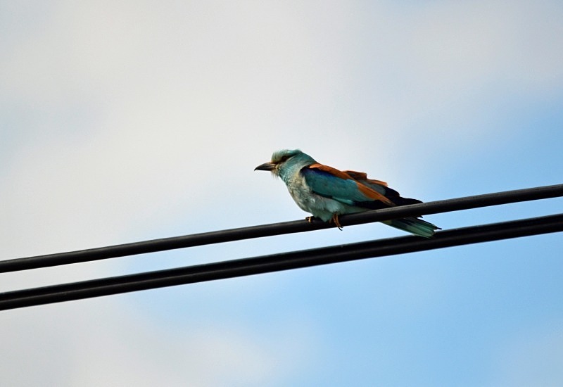 Roller - South and west Spain - April and May 2012