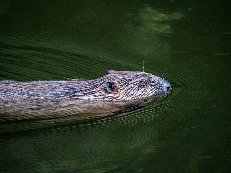 Eurasian Beaver - Eurasian Beaver
