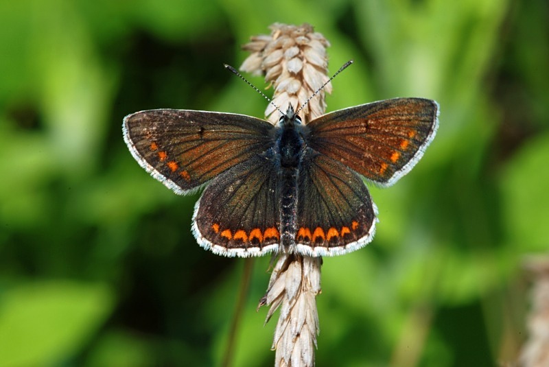Common Blue - Butterflies