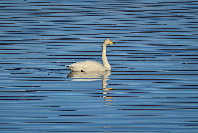 Whooper Swan - Westfjords