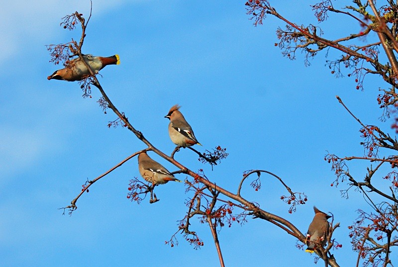 Waxwings - Waxwings