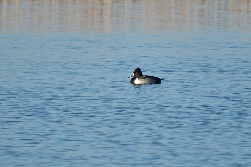 Ring-necked Duck - Diving ducks